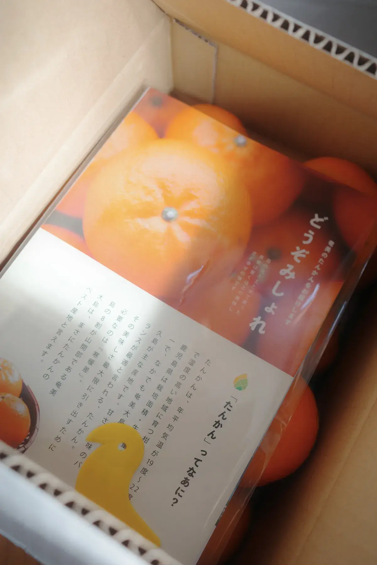 たんかんを毎日食べたらどうなる?栄養と美容効果